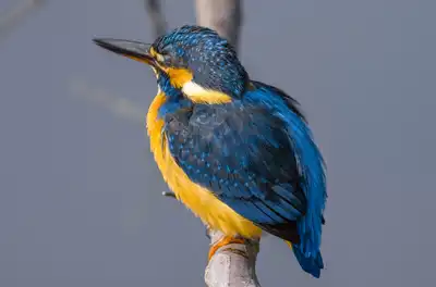 BORG90FLで撮影した野鳥・カワセミの写真画像。