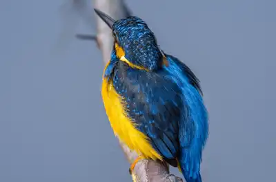 BORG90FLで撮影した野鳥・カワセミの写真画像。