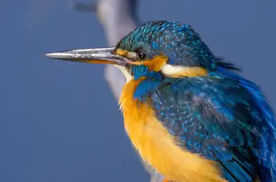 BORG90FLで撮影した野鳥・カワセミの写真画像。