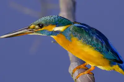 BORG90FLで撮影した野鳥・カワセミの写真画像。