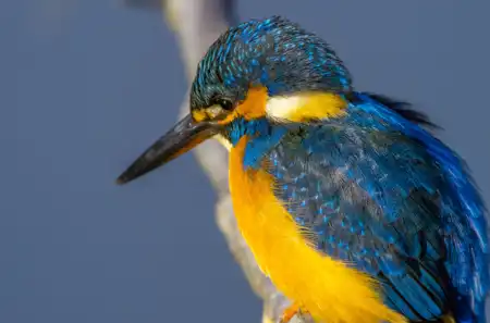 BORG90FLで撮影した野鳥・カワセミの写真画像。