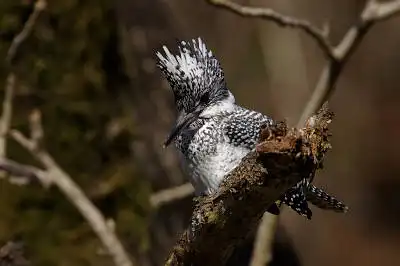 BORG90FLで撮影した野鳥・ヤマセミの写真画像。