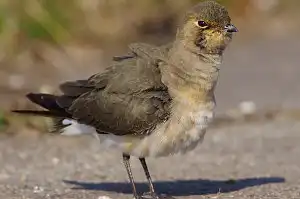 BORG90FLで撮影した野鳥・サバクヒタキの写真画像