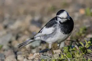 BORG90FLで撮影した野鳥・ハクセキレイの写真画像