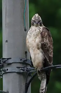 BORG90FLで撮影した野鳥・クマタカの写真画像