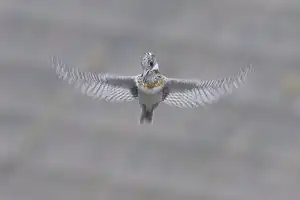 BORG90FLで撮影した野鳥・ヤマセミの写真画像