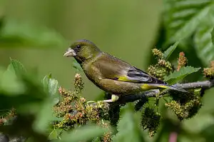 BORG90FLで撮影した野鳥・カワラヒワの写真画像