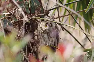 BORG90FLで撮影した野鳥・トラフズクの写真画像