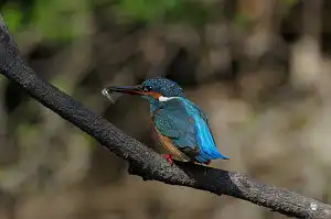 BORG90FLで撮影した野鳥・カワセミの写真画像