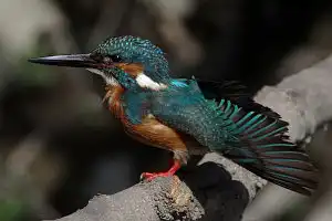 BORG90FLで撮影した野鳥・カワセミの写真画像