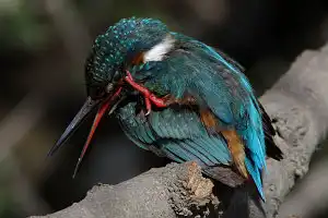 BORG90FLで撮影した野鳥・カワセミの写真画像