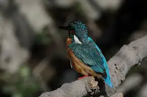 BORG90FLで撮影した野鳥・カワセミの写真画像