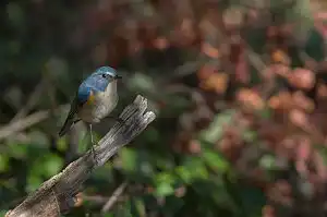 BORG90FLで撮影した野鳥・ルリビタキの写真画像