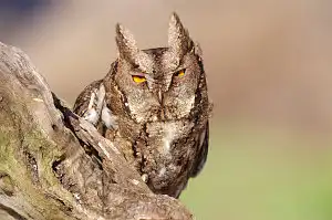 BORG90FLで撮影した野鳥・オオコノハズクの写真画像