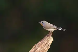 BORG90FLで撮影した野鳥・ニシオジロビタキの写真画像