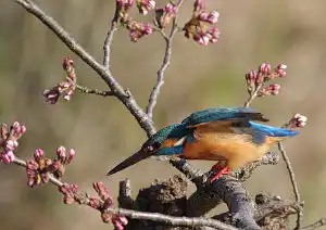 BORG90FLで撮影した野鳥・カワセミの写真画像