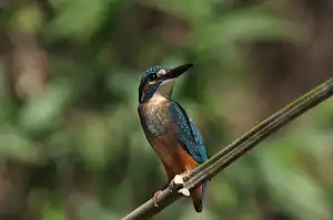 BORG90FLで撮影した野鳥・カワセミの写真画像