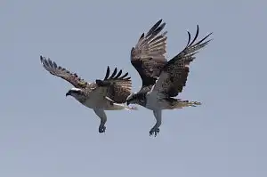 BORG90FLで撮影した野鳥・ノスリの写真画像