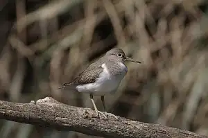 BORG90FLで撮影した野鳥・イソシギの写真画像