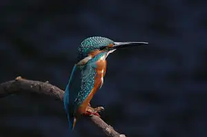 BORG90FLで撮影した野鳥・カワセミの写真画像