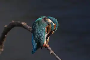 BORG90FLで撮影した野鳥・カワセミの写真画像