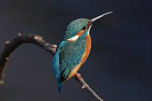 BORG90FLで撮影した野鳥・カワセミの写真画像