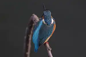 BORG90FLで撮影した野鳥・カワセミの写真画像