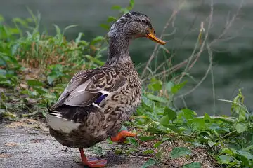 AFボーグ BORG50FLで撮影した野鳥・カモの写真画像