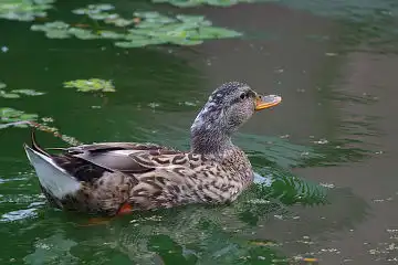 AFボーグ BORG50FLで撮影した野鳥・カモの写真画像