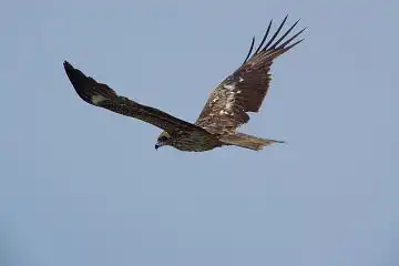 AFボーグ BORG50FLで撮影した野鳥・トンビの写真画像