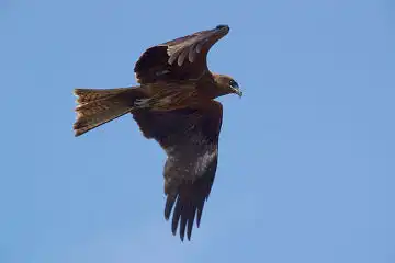 AFボーグ BORG50FLで撮影した野鳥・トンビの写真画像