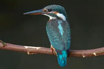 AFボーグ BORG50FLで撮影した野鳥・カワセミの写真画像