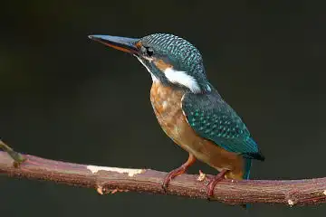 AFボーグ BORG50FLで撮影した野鳥・カワセミの写真画像