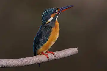 AFボーグ BORG50FLで撮影した野鳥・カワセミの写真画像