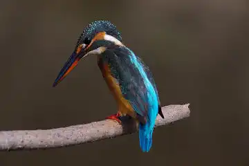 AFボーグ BORG50FLで撮影した野鳥・カワセミの写真画像