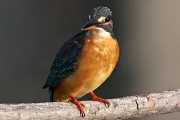 AFボーグ BORG50FLで撮影した野鳥・カワセミの写真画像