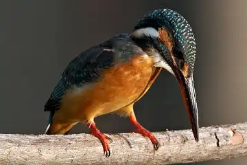 AFボーグ BORG50FLで撮影した野鳥・カワセミの写真画像