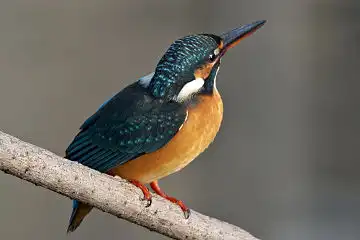 AFボーグ BORG50FLで撮影した野鳥・カワセミの写真画像