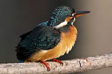 AFボーグ BORG50FLで撮影した野鳥・カワセミの写真画像