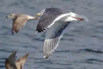 AFボーグ BORG50FLで撮影した野鳥・カモメの写真画像