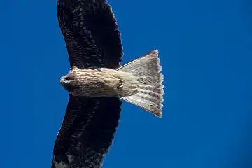 AFボーグ BORG50FL、PENTAX K-3で撮影した野鳥・ノスリの写真画像