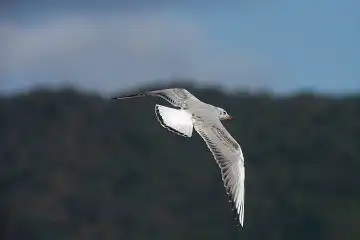 AFボーグ BORG50FL、PENTAX K-3で撮影した野鳥・カモメの写真画像