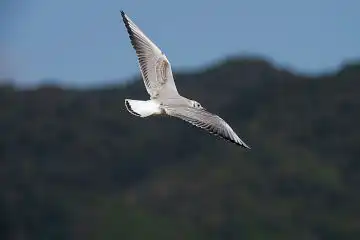 AFボーグ BORG50FL、PENTAX K-3で撮影した野鳥・カモメの写真画像