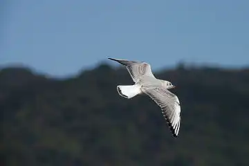 AFボーグ BORG50FL、PENTAX K-3で撮影した野鳥・カモメの写真画像
