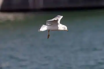 AFボーグ BORG50FL、PENTAX K-3で撮影した野鳥・カモメの写真画像