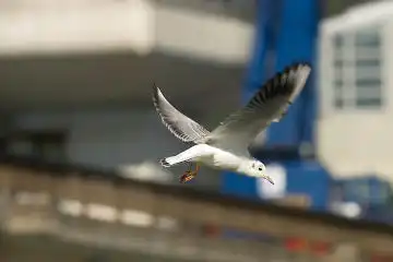 AFボーグ BORG50FL、PENTAX K-3で撮影した野鳥・カモメの写真画像