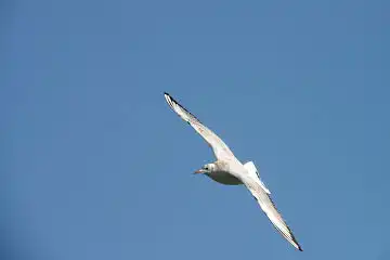 AFボーグ BORG50FL、PENTAX K-3で撮影した野鳥・カモメの写真画像