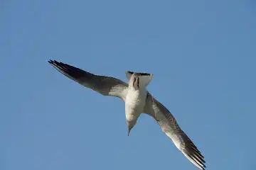 AFボーグ BORG50FL、PENTAX K-3で撮影した野鳥・カモメの写真画像