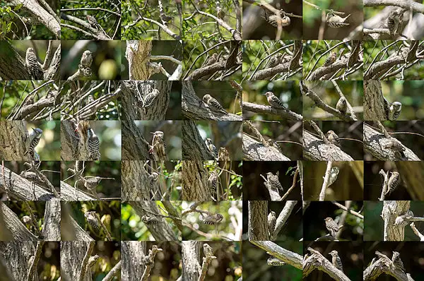 BORGで撮影した野鳥・コゲラの写真画像