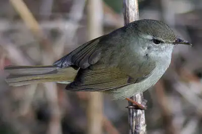 BORG101EDで撮影した野鳥・ウグイスの写真画像